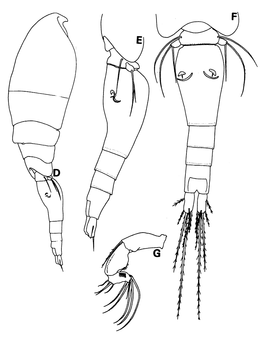 Species Triconia borealis - Plate 3 of morphological figures