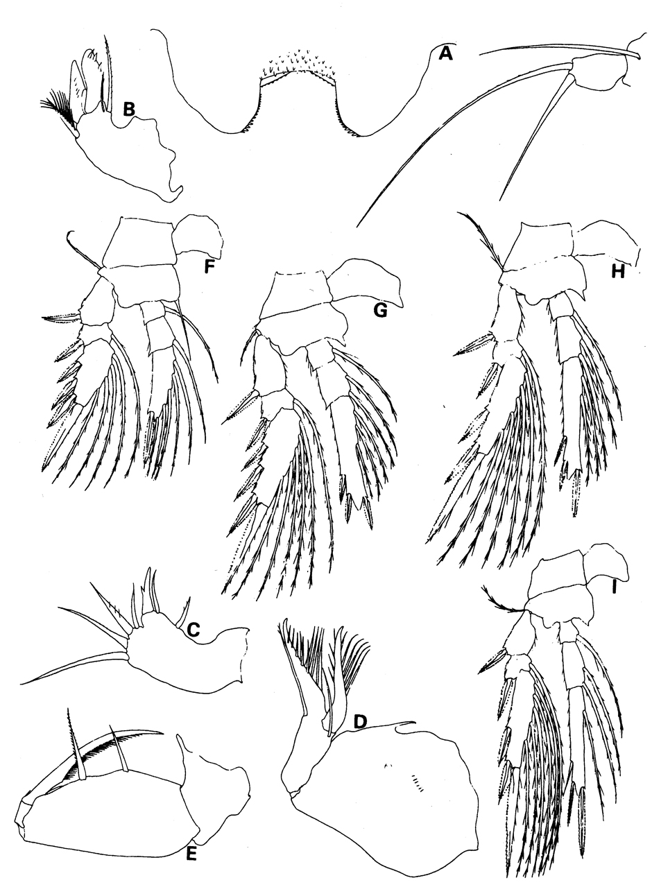 Espce Triconia borealis - Planche 5 de figures morphologiques