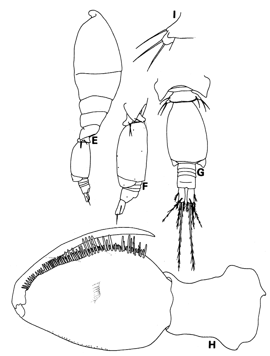 Species Oncaea compacta - Plate 3 of morphological figures