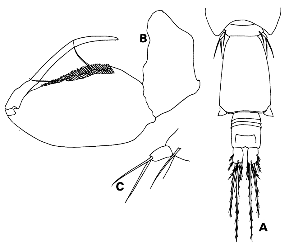 Species Oncaea parila - Plate 6 of morphological figures