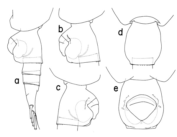 Espèce Heterorhabdus spinifrons - Planche 4 de figures morphologiques
