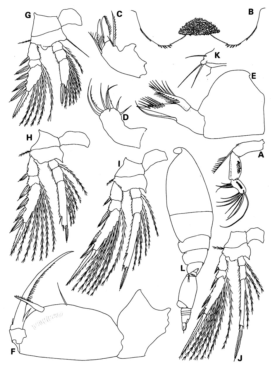 Species Oncaea delicata - Plate 2 of morphological figures