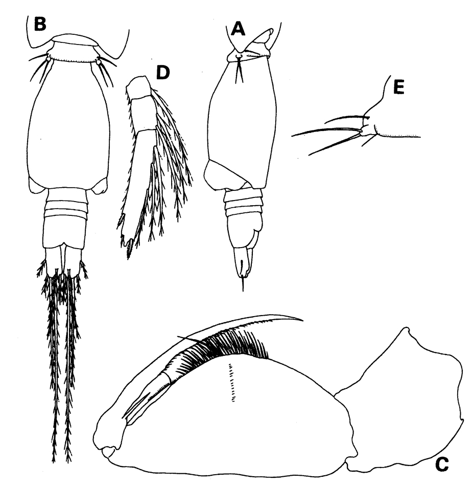 Species Oncaea delicata - Plate 3 of morphological figures