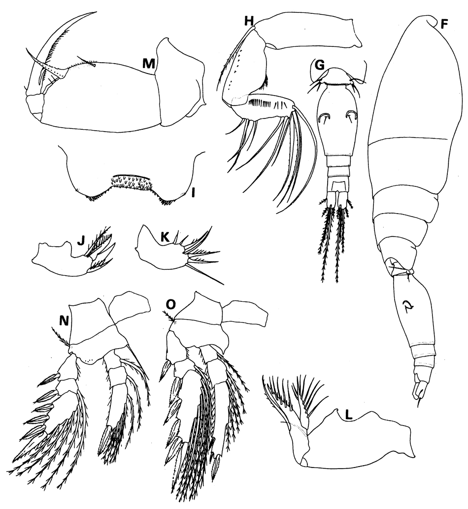 Espce Oncaea lacinia - Planche 3 de figures morphologiques