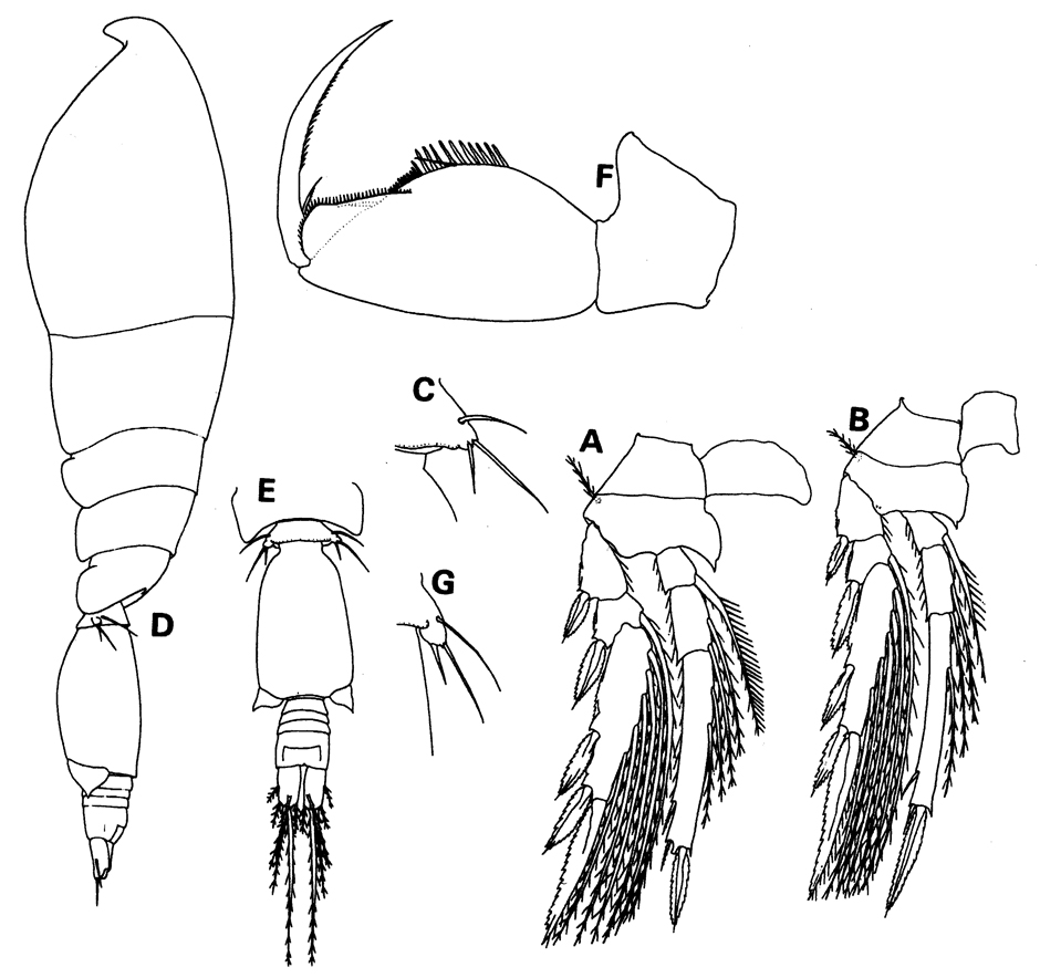 Espce Oncaea lacinia - Planche 4 de figures morphologiques