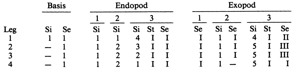 Espce Epicalymma brittoni - Planche 4 de figures morphologiques