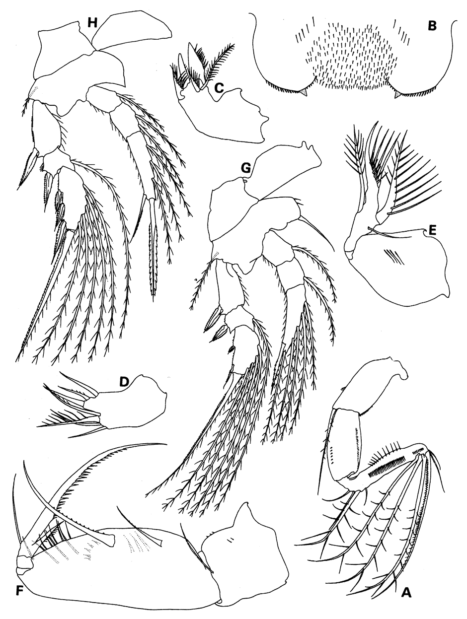 Species Epicalymma brittoni - Plate 2 of morphological figures