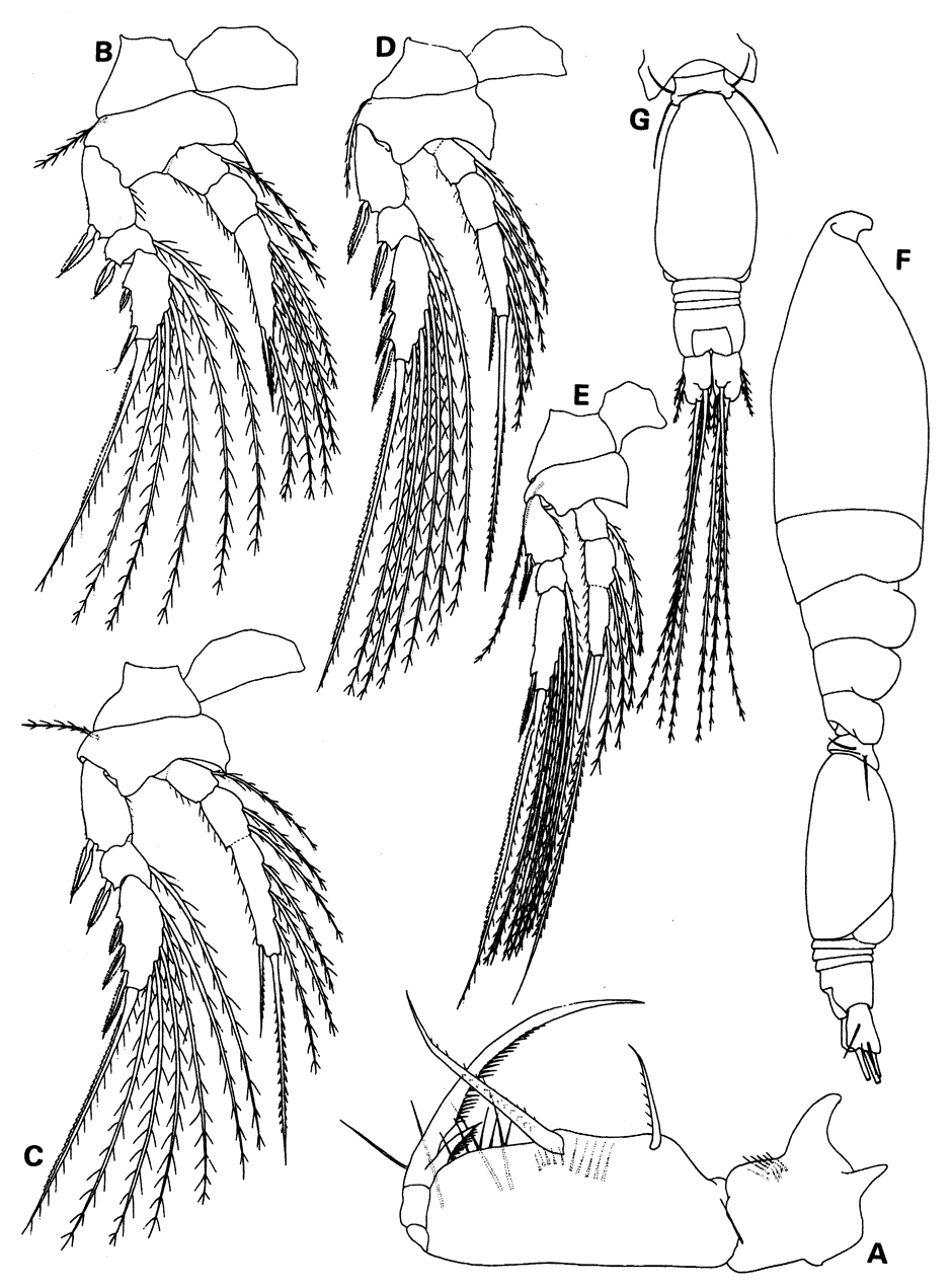 Species Epicalymma vervoorti - Plate 2 of morphological figures