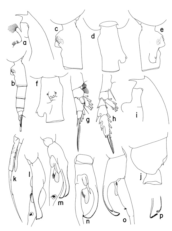 Espce Euchaeta longicornis - Planche 1 de figures morphologiques