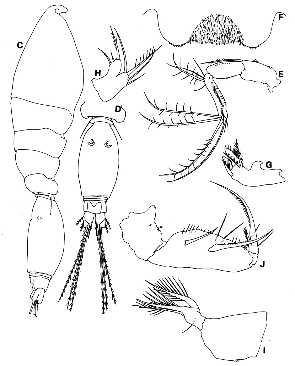 Species Epicalymma exigua - Plate 1 of morphological figures