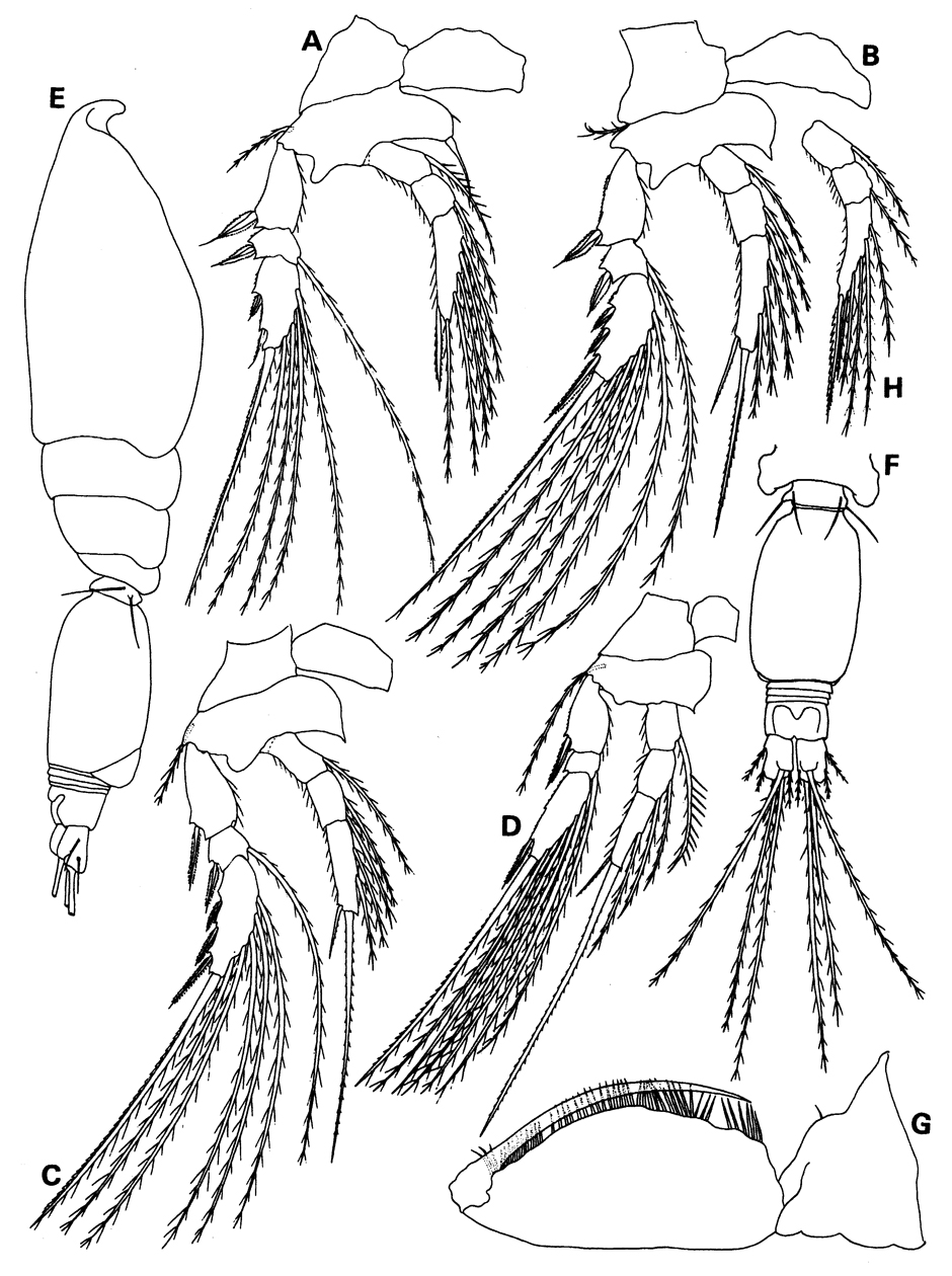 Species Epicalymma exigua - Plate 2 of morphological figures