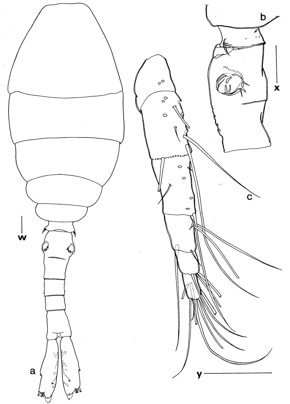 Espce Urocopia singularis - Planche 1 de figures morphologiques