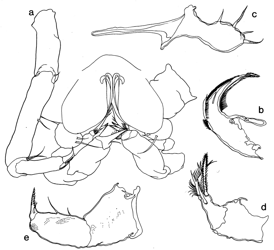 Espce Urocopia singularis - Planche 2 de figures morphologiques