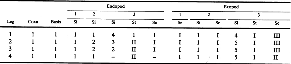 Espce Urocopia singularis - Planche 3 de figures morphologiques
