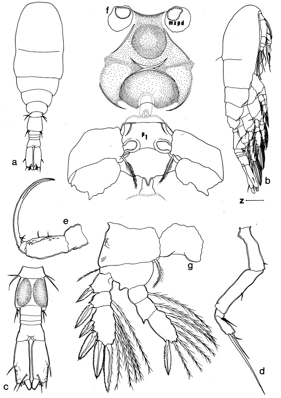 Species Urocopia singularis - Plate 4 of morphological figures