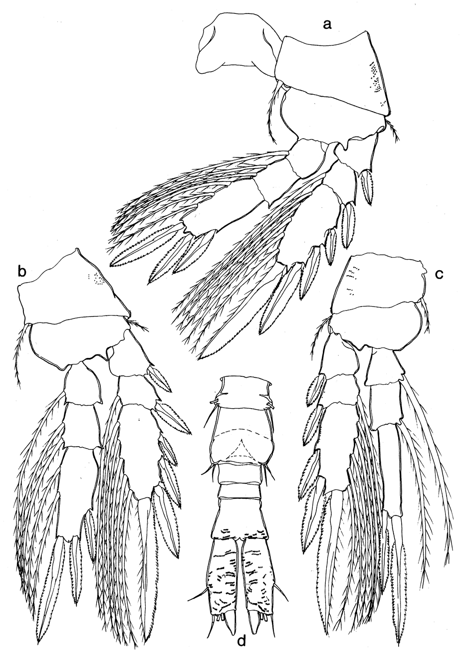 Espce Urocopia singularis - Planche 5 de figures morphologiques
