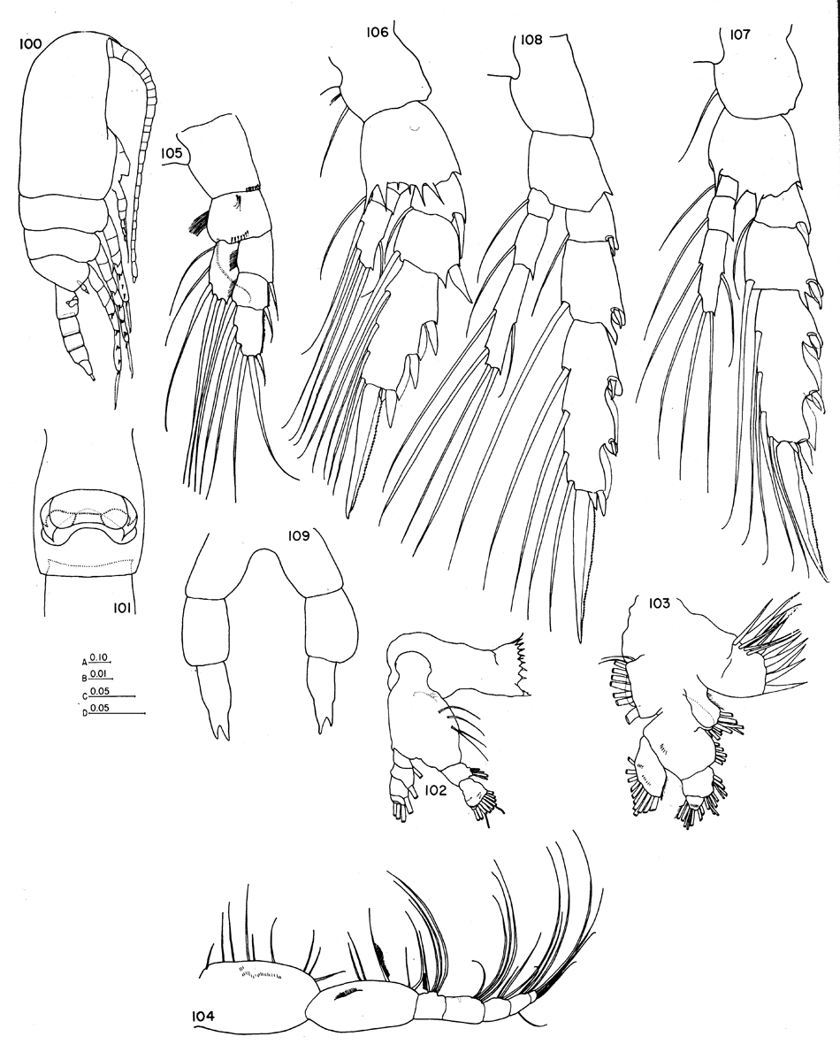 Species Clausocalanus laticeps - Plate 13 of morphological figures