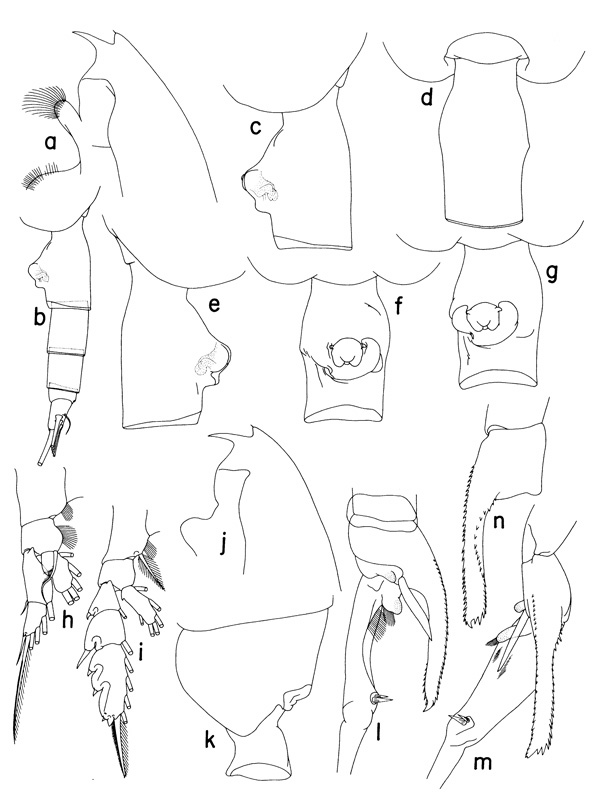 Espèce Euchaeta plana - Planche 1 de figures morphologiques