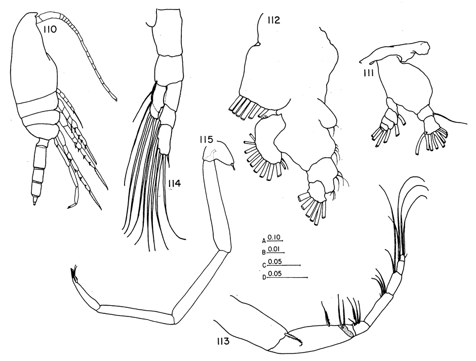 Espce Clausocalanus laticeps - Planche 14 de figures morphologiques