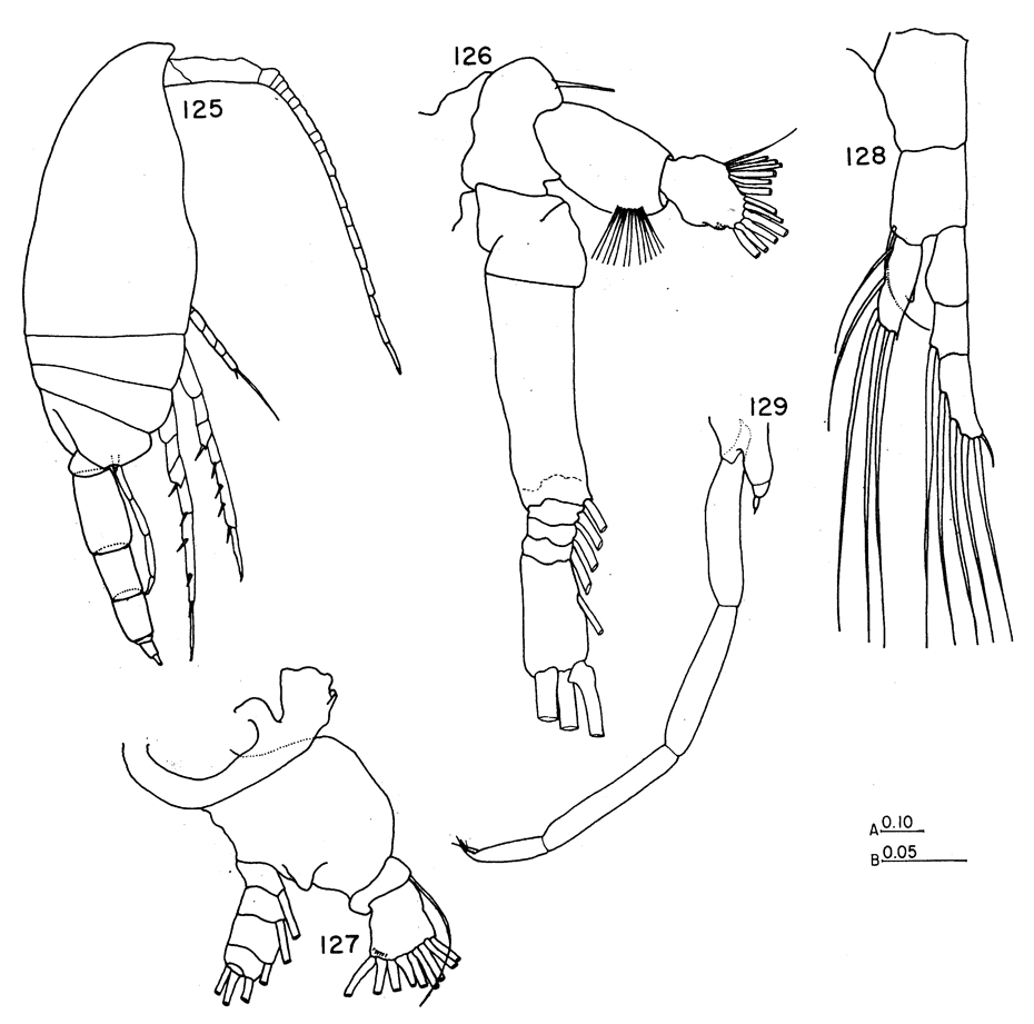Espce Clausocalanus brevipes - Planche 17 de figures morphologiques