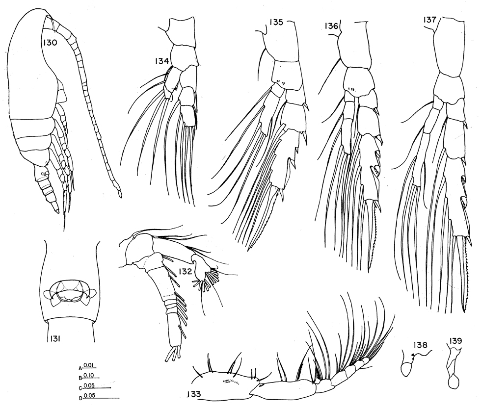 Species Ctenocalanus citer - Plate 5 of morphological figures