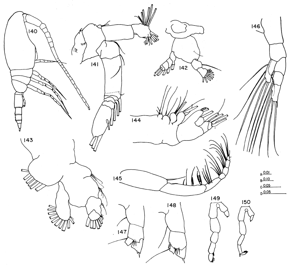Species Ctenocalanus citer - Plate 7 of morphological figures