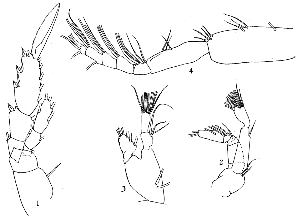 Espce Mimocalanus nudus - Planche 6 de figures morphologiques