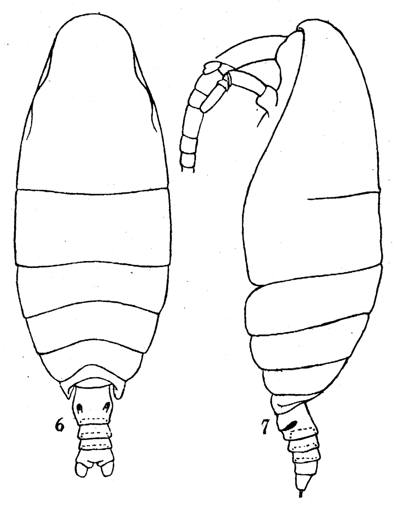 Species Mimocalanus cultrifer - Plate 8 of morphological figures