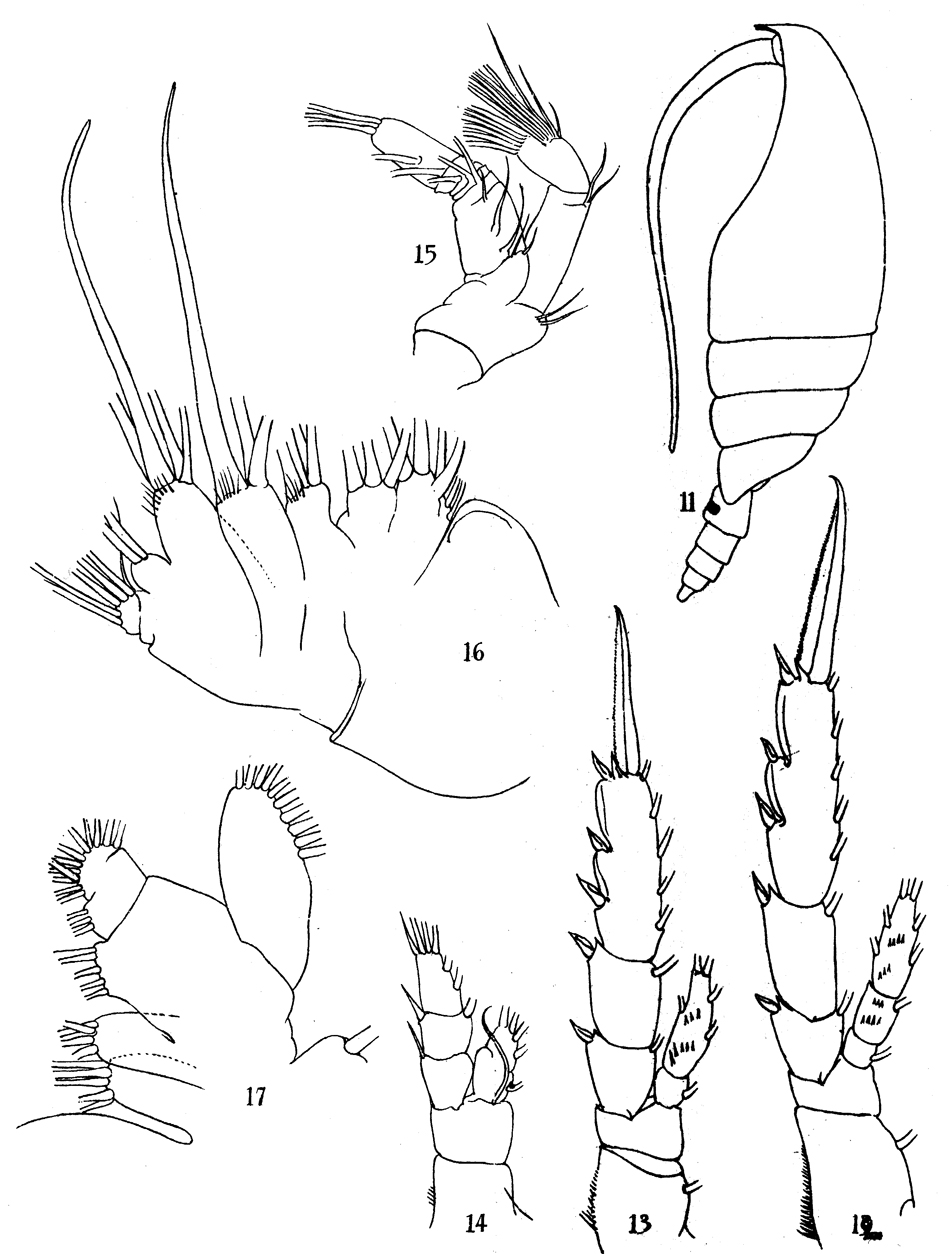 Espèce Monacilla typica - Planche 11 de figures morphologiques