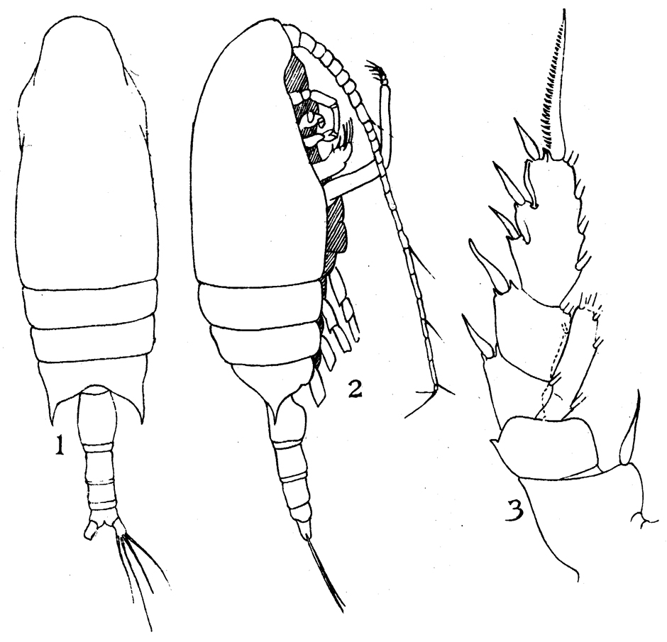 Species Chiridius gracilis - Plate 11 of morphological figures