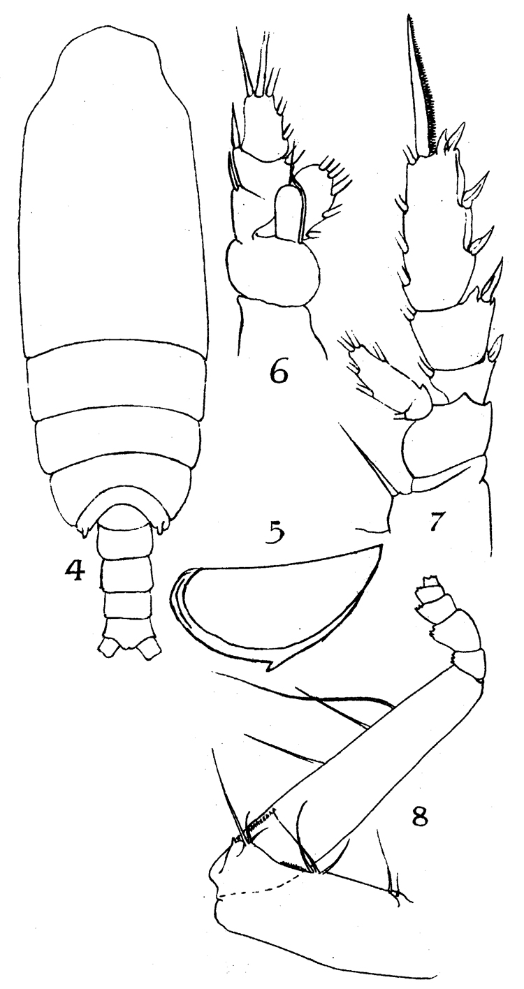 Species Pseudochirella cryptospina - Plate 2 of morphological figures
