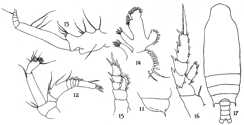 Species Gaetanus robustus - Plate 6 of morphological figures