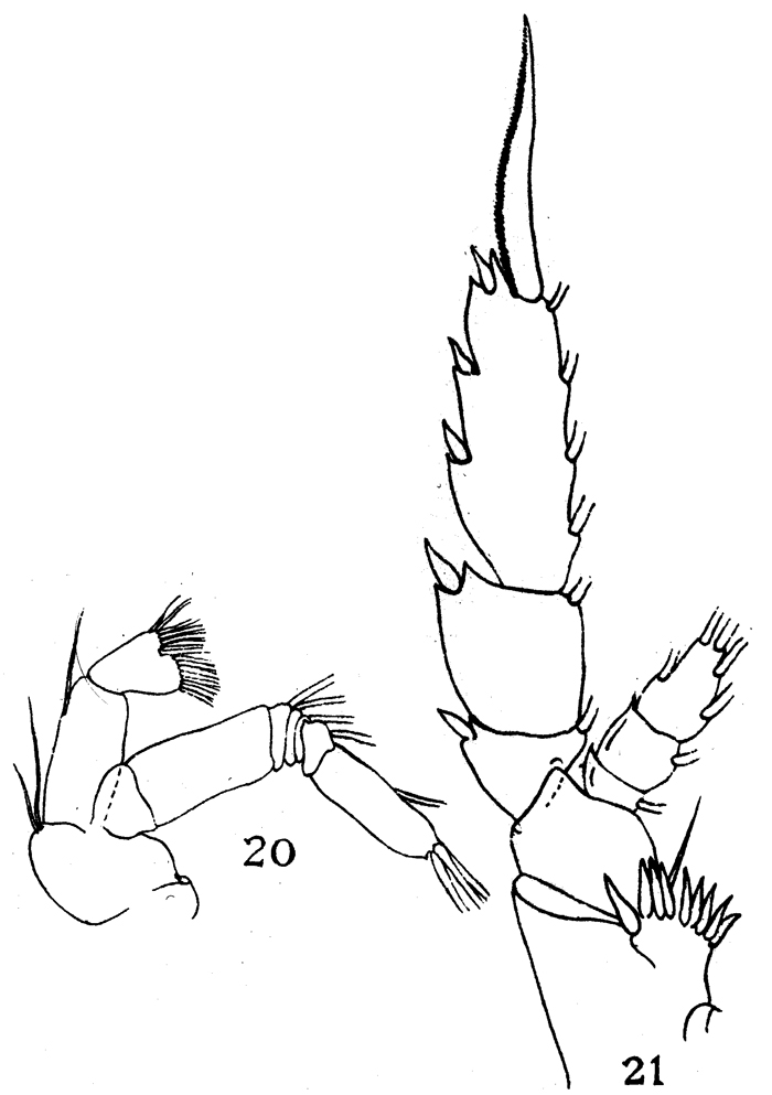 Espce Pseudochirella obtusa - Planche 16 de figures morphologiques