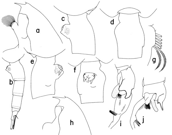 Species Euchaeta media - Plate 3 of morphological figures