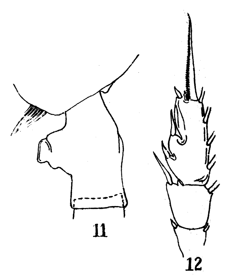 Espce Paraeuchaeta scotti - Planche 5 de figures morphologiques