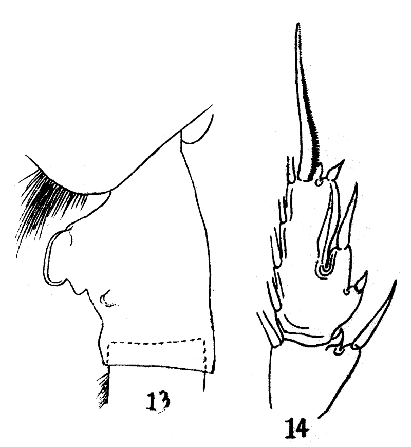 Espce Paraeuchaeta barbata - Planche 15 de figures morphologiques