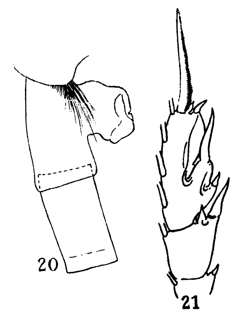 Espèce Paraeuchaeta gracilis - Planche 5 de figures morphologiques
