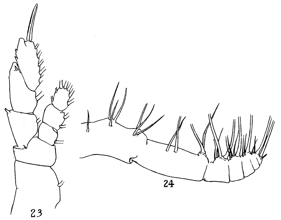 Species Euaugaptilus facilis - Plate 9 of morphological figures