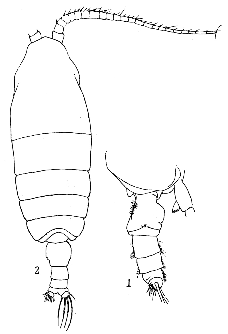 Espèce Pseudochirella obtusa - Planche 17 de figures morphologiques