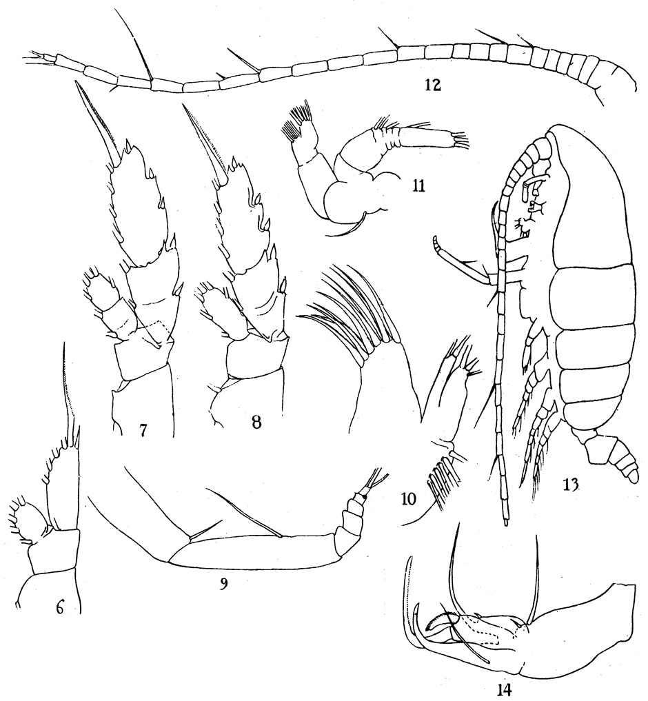 Espèce Chiridiella gibba - Planche 4 de figures morphologiques