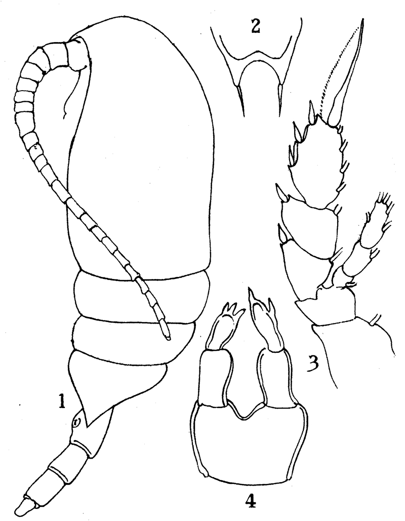 Species Undinella simplex - Plate 4 of morphological figures