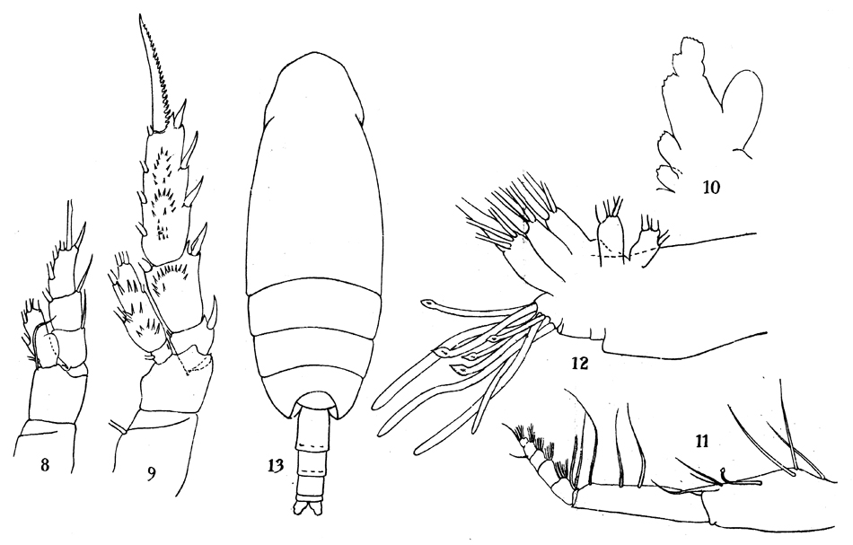 Espèce Amallothrix gracilis - Planche 6 de figures morphologiques
