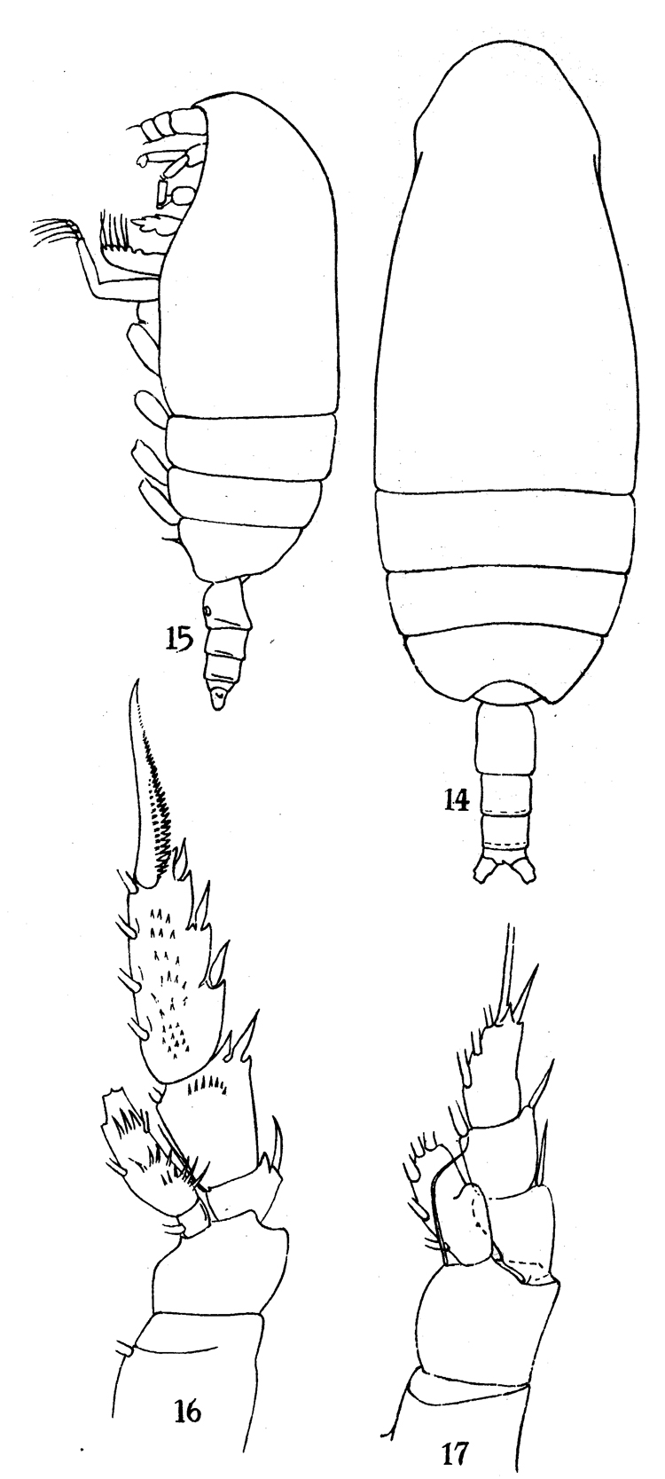 Species Amallothrix valida - Plate 8 of morphological figures