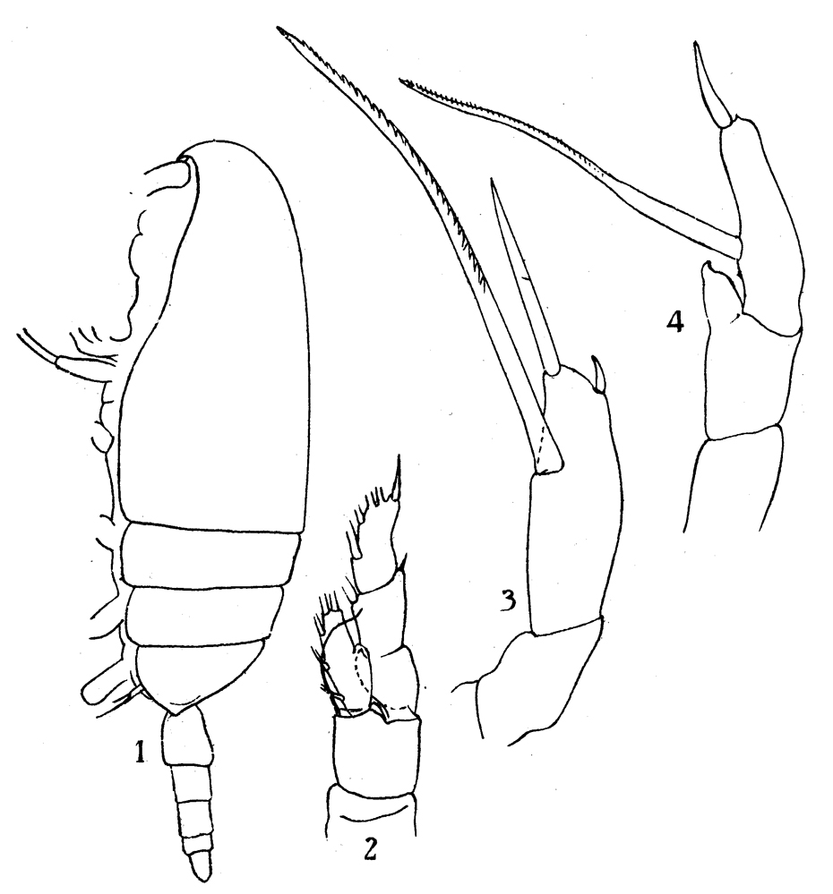 Espce Scaphocalanus major - Planche 4 de figures morphologiques
