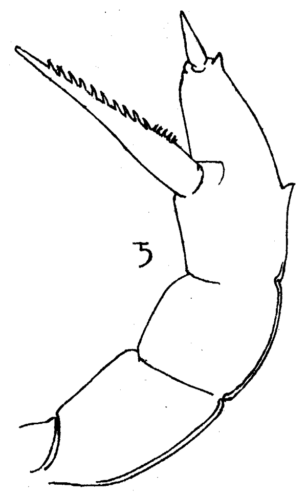 Espèce Amallothrix robusta - Planche 1 de figures morphologiques