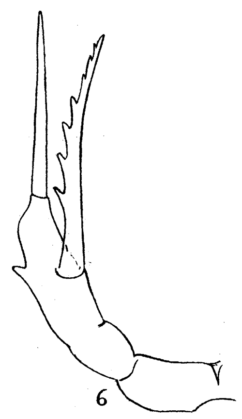 Espèce Scaphocalanus echinatus - Planche 11 de figures morphologiques