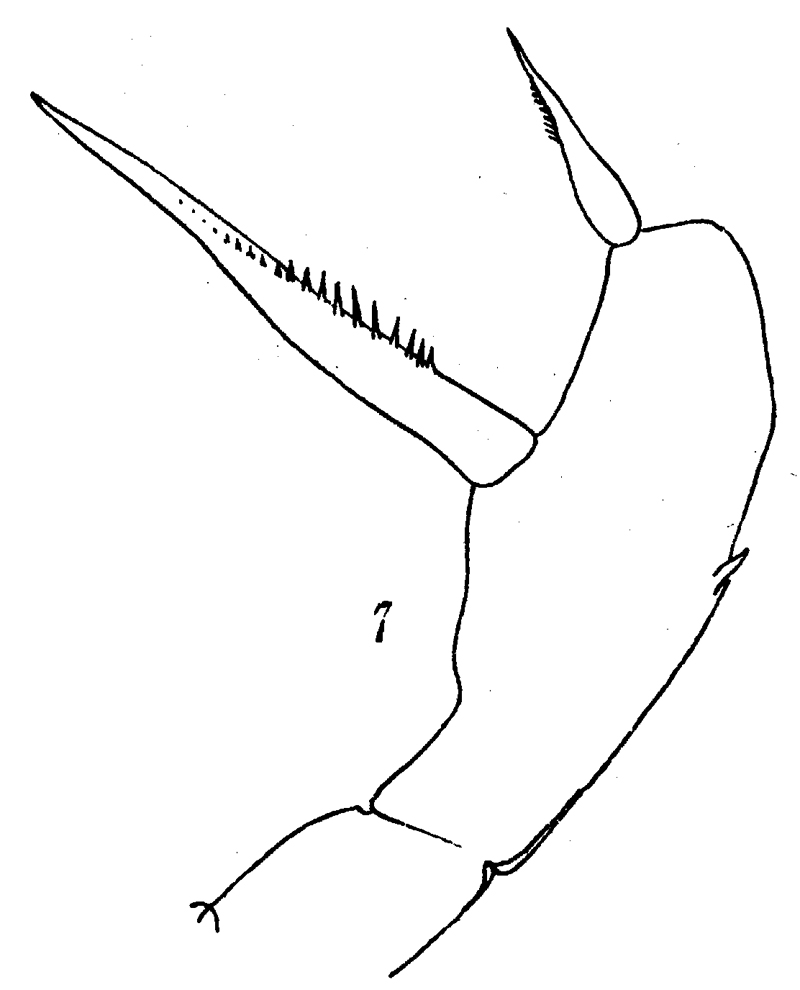 Espèce Amallothrix valida - Planche 9 de figures morphologiques