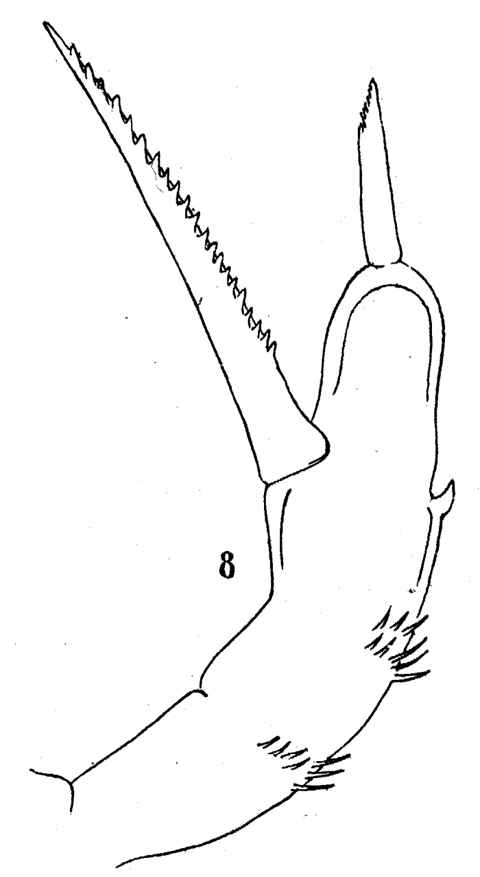 Espèce Amallothrix gracilis - Planche 7 de figures morphologiques