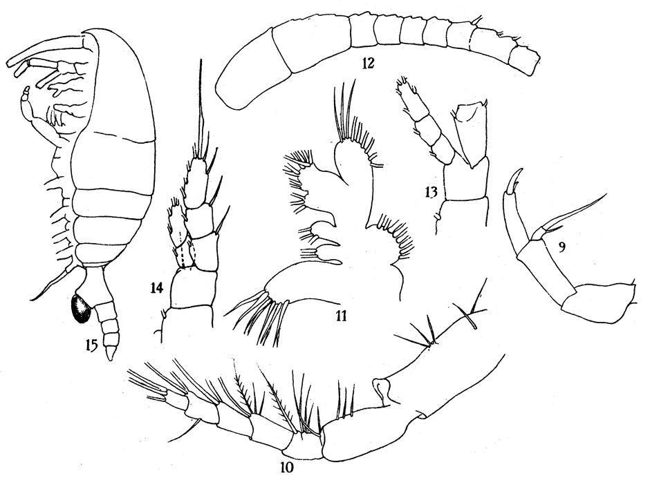 Species Temoropia minor - Plate 3 of morphological figures