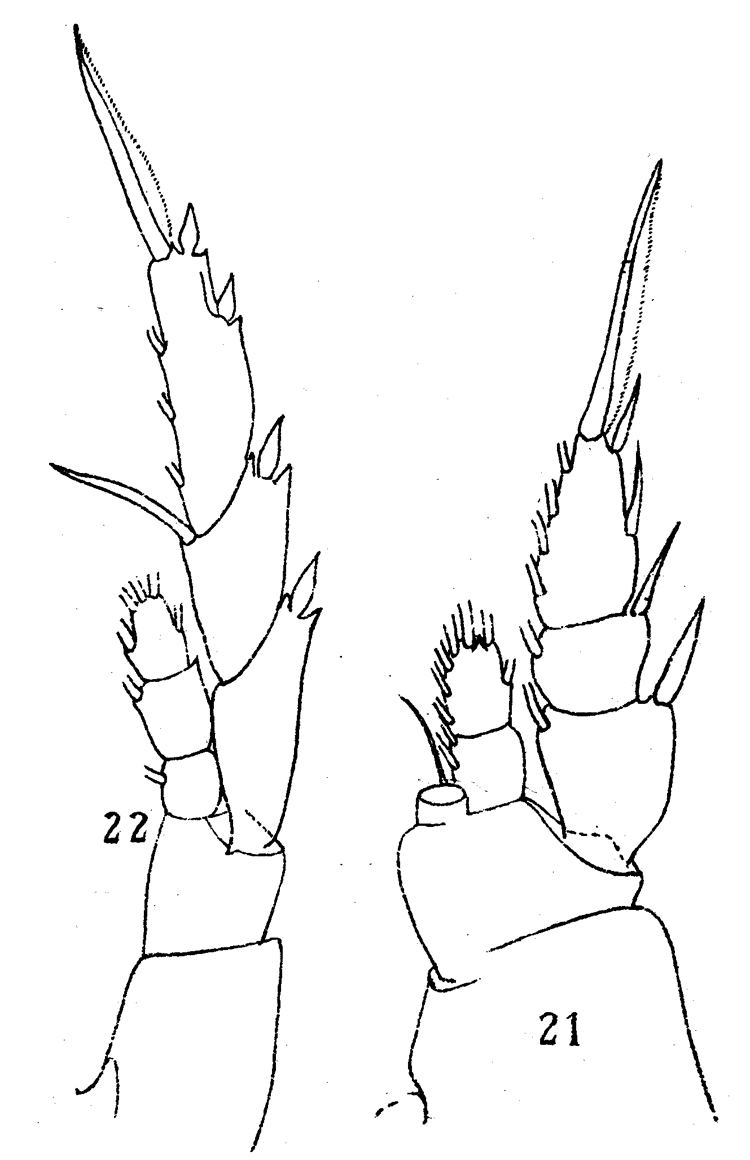 Espce Lucicutia longiserrata - Planche 5 de figures morphologiques